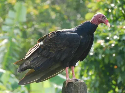 a bird standing on top of a wooden post at Villas Santa Maria - Private Bay Lake Arenal in Nuevo Arenal
