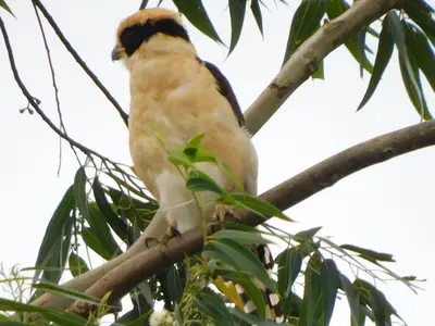 a bird perched on top of a tree branch at Villas Santa Maria - Private Bay Lake Arenal in Nuevo Arenal