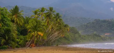 a group of palm trees on a beach next to the ocean at Rustic wooden little house close to the beach in Uvita