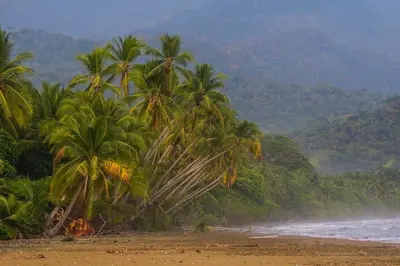 a group of palm trees on a beach next to the ocean at Cute studio-apartment near the beach in Uvita