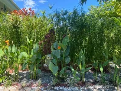 a garden with lots of plants in front of a house at Cute studio-apartment near the beach in Uvita