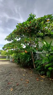 a large green tree sitting next to a building at Apartment with large terrace and garden view in Uvita