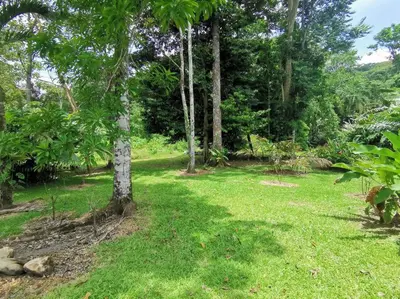 a field of grass with a tree in the middle at Cabaña Los Tucanes in Fortuna