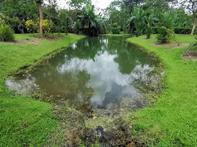 a pond in the middle of a grassy field at Cabaña Los Tucanes in Fortuna