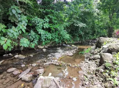 a stream of water with rocks and trees at Cabaña Los Tucanes in Fortuna