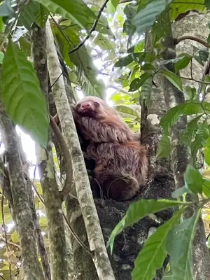 a brown sloth sitting in a tree at Charmin forest cabin in Fortuna