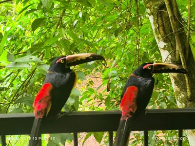 two birds sitting on top of a fence at Charmin forest cabin in Fortuna