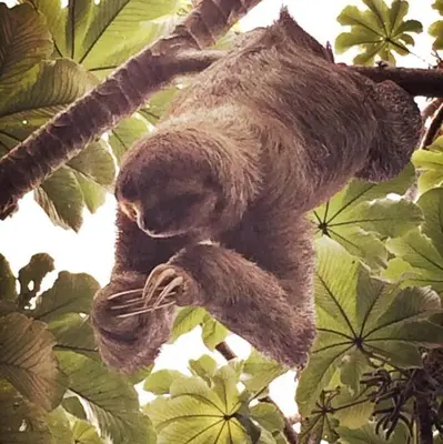 a sloth sleeping on a branch of a tree at Casa Macondo 3 bdrm w private pool, close to beach, Esterillos Oeste in Esterillos Este