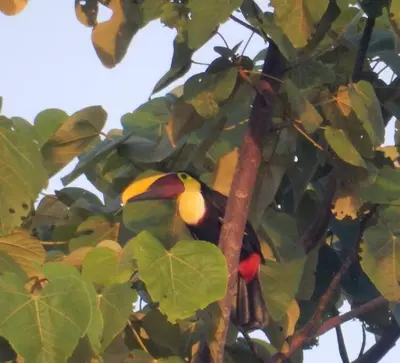 two birds perched on a branch of a tree at Casa Macondo 3 bdrm w private pool, close to beach, Esterillos Oeste in Esterillos Este
