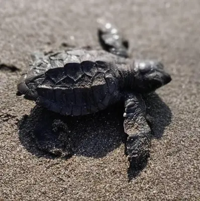 a small turtle on the sand on the beach at Casa Macondo 3 bdrm w private pool, close to beach, Esterillos Oeste in Esterillos Este