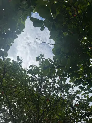 a view of the sky through the branches of a tree at Villas Casa Paz in Cóbano