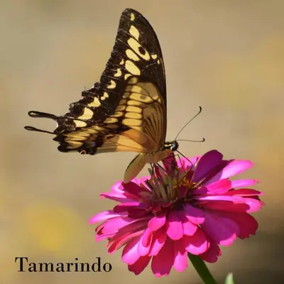 a butterfly is sitting on a pink flower at Hotel Tama Lodge in Tamarindo