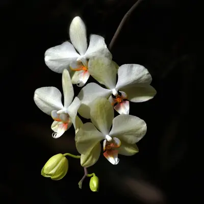 a group of white flowers with a black background at Hotel Tama Lodge in Tamarindo