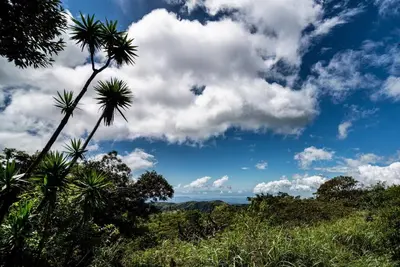 a palm tree in front of a cloudy sky at Casita Acantilado - Timber Frame Tiny House in Monteverde Costa Rica
