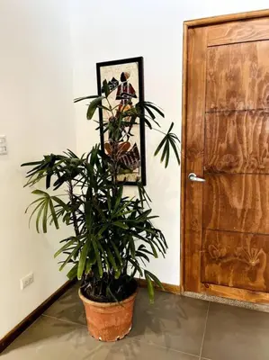 a plant in a pot in front of a door at Casa Kiv Turrialba Centro in Turrialba