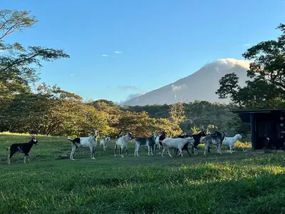 a herd of sheep in a field with a mountain in the background at Guayabo Animal Rescue & Sanctuary in Hacienda Miravalles