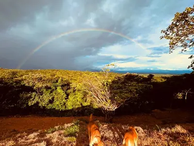 two dogs standing in a field with a rainbow in the sky at Guayabo Animal Rescue & Sanctuary in Hacienda Miravalles