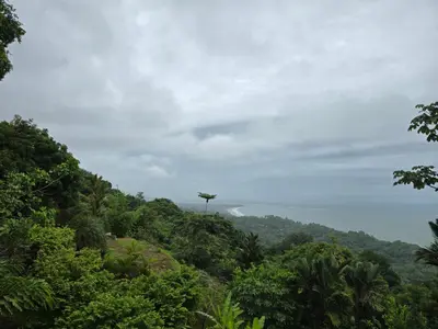 a tree on top of a hill in the jungle at LiS house in San Luis