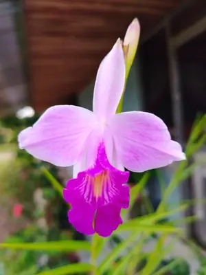 a pink flower in front of a building at Cabinas El Jardin in Paquera