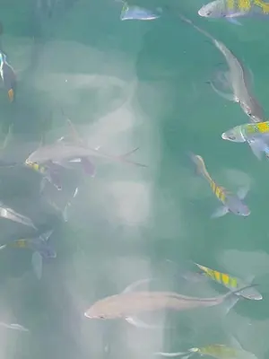 a group of fish swimming in the water at Cabinas El Jardin in Paquera
