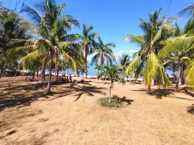 a group of palm trees on a sandy beach at Cabinas El Jardin in Paquera