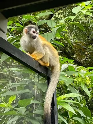 Gallery image of Aladdin pura vida in Quepos
