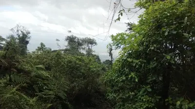 a view of a forest of trees with at Gringo Petes Too in Fortuna