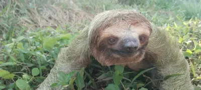 a three toed sloth standing in the grass at Gringo Petes Too in Fortuna