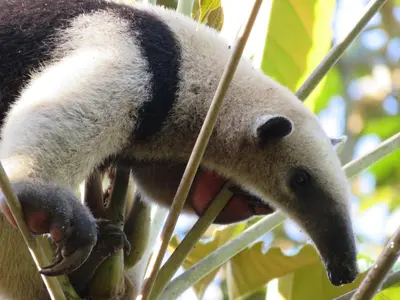 a animal that is sitting in a tree at Oasis de las Palmas in Ojochal