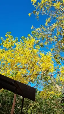 a tree with yellow leaves on top of a bench at Cabinas en Playas del Coco in Sardinal