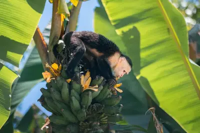 a monkey is standing on a bunch of bananas at Jungle Glory Home Arriba in Manuel Antonio