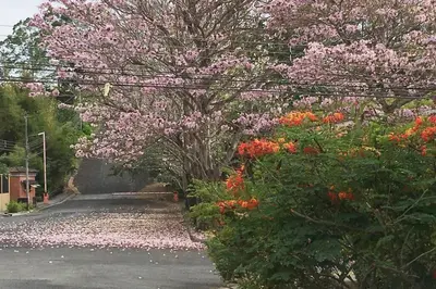 a flowering tree with pink flowers on a street at Bello espacio en zona rodeada de naturaleza Apt 2 in Curridabat