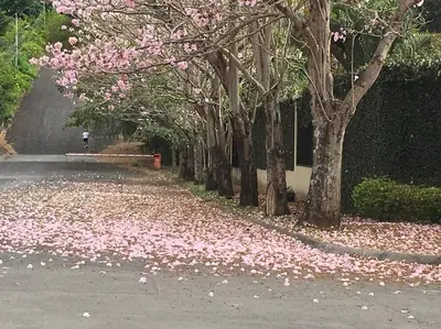 a row of trees with pink flowers on the ground at Bello espacio en zona rodeada de naturaleza Apt 2 in Curridabat
