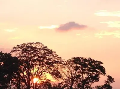 a group of trees with a sunset in the background at Bello espacio en zona rodeada de naturaleza Apt 2 in Curridabat