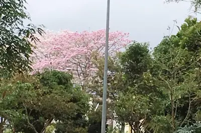 a tree with pink flowers in the middle of trees at Conveniente ubicación en zona muy silenciosa Apt 3 in Curridabat