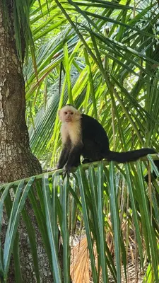 Gallery image of Sunny 2-bed condo - fast WIFI in Puntarenas