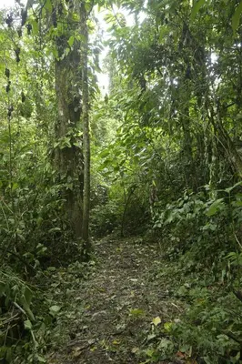 a dirt trail in the middle of a forest at Arenal Hideaway in San Ramón