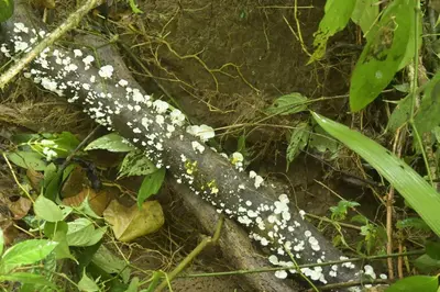 a branch with white flowers on the ground at Arenal Hideaway in San Ramón