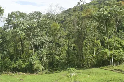 a field in front of a forest of trees at Arenal Hideaway in San Ramón