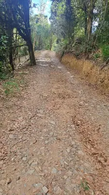 a dirt road in the middle of a forest at S Natura Birding and Photography in Villa Mills