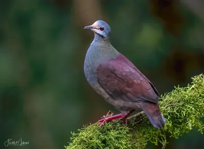 a bird is sitting on a mossy branch at S Natura Birding and Photography in Villa Mills