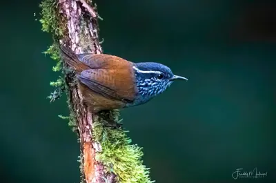 a bird perched on the side of a tree branch at S Natura Birding and Photography in Villa Mills