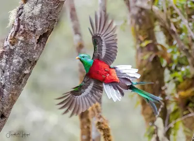 a bird flying in the air on a tree at S Natura Birding and Photography in Villa Mills