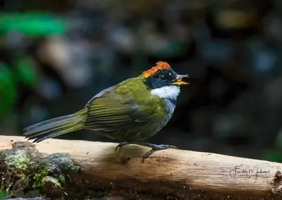 a bird sitting on top of a branch at S Natura Birding and Photography in Villa Mills