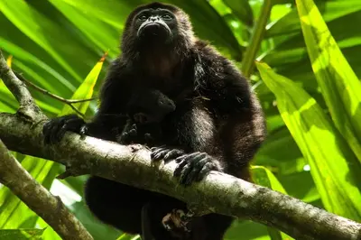 a monkey sitting on top of a tree branch at La Cueva del Sapo Experience a genuine countryside farm wooden house in Horquetas