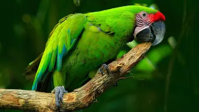 a green parrot is sitting on a branch at La Cueva del Sapo Experience a genuine countryside farm wooden house in Horquetas