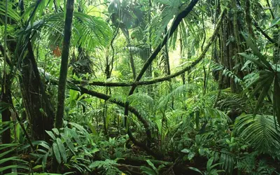 a lush green forest with trees and plants at La Cueva del Sapo Experience a genuine countryside farm wooden house in Horquetas