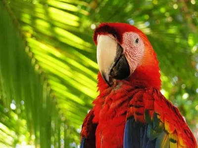 a red parrot standing next to a palm tree at La Cueva del Sapo Experience a genuine countryside farm wooden house in Horquetas