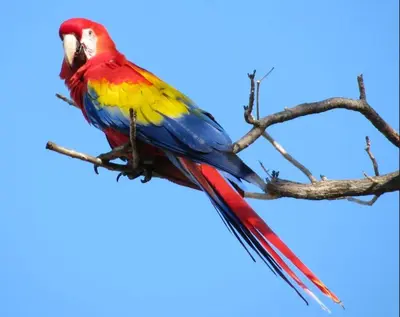 a colorful bird perched on a tree branch at CASA TROPICAL-3 bdrm w private pool Close to beach in Esterillos