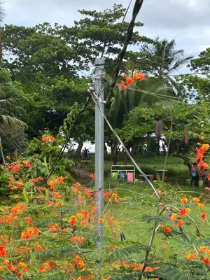 a pole in the middle of a field of flowers at Miss Miriam BeachFront Cabins in Tortuguero